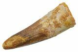 Fossil Spinosaurus Tooth - Real Dinosaur Tooth #349774-1